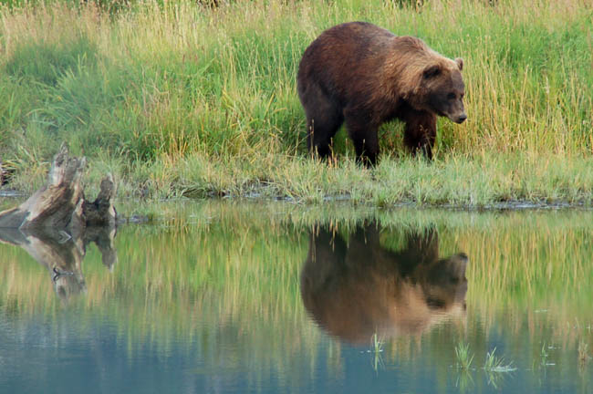 Wildlife Center bear1