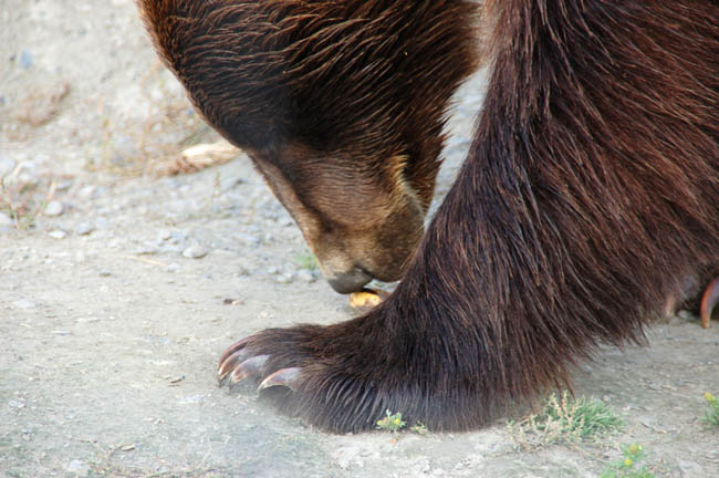 Wildlife Center bear2