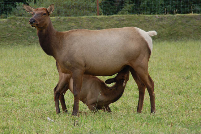 Wildlife Center elk