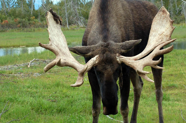 Wildlife Center moose1