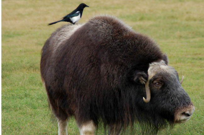 Wildlife Center musk ox