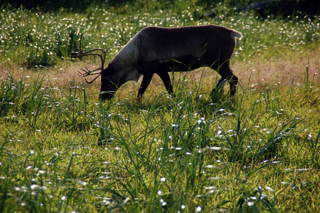 Wildlife Conservation Center