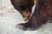 Wildlife Center bear2