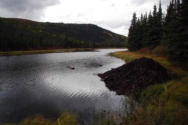 Three Lakes Trail beavers to dam