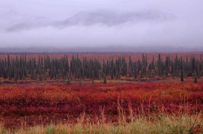 tundra1