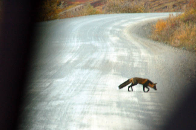 wildlife fox