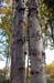 Creamers Field paperbark birch