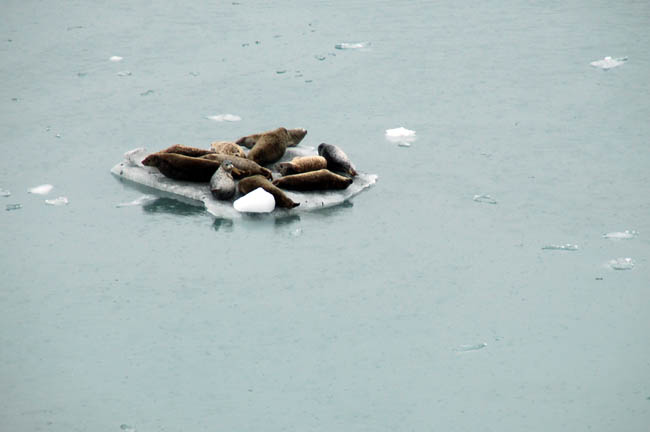 Margerie Glacier9 - sea lions
