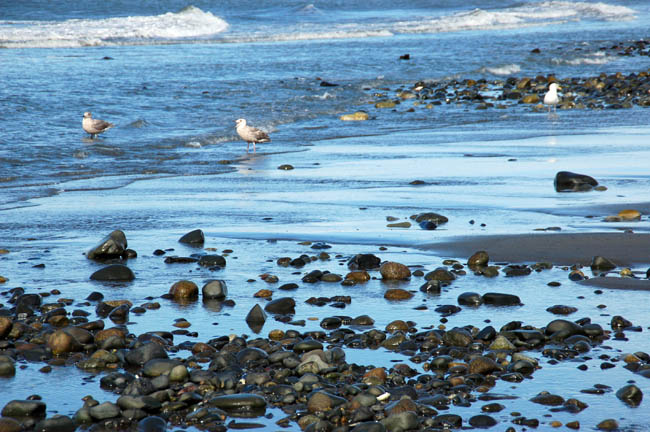 Anchor Point seagulls