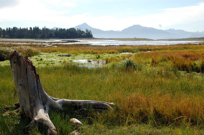 Beluga Slough1
