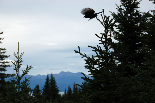Diamond Ridge eagle