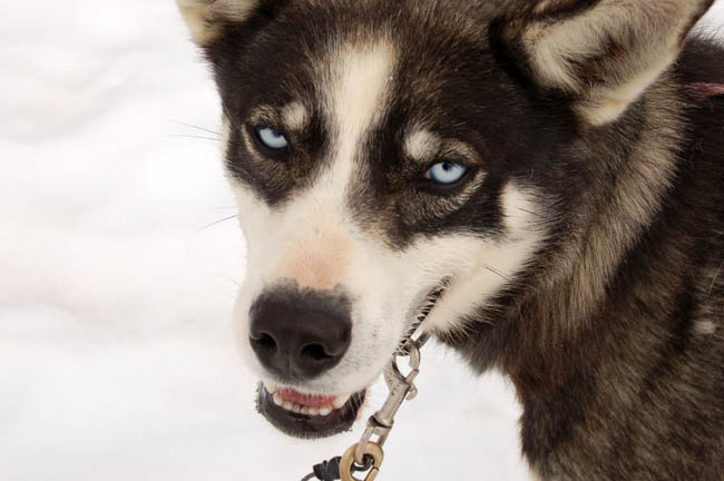 dogsled8