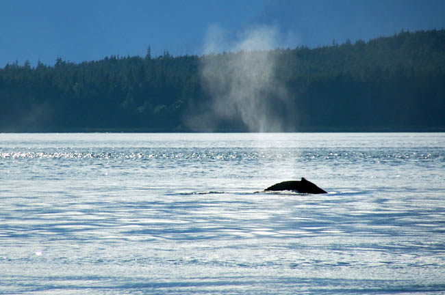 whale4