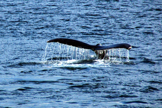 whale5