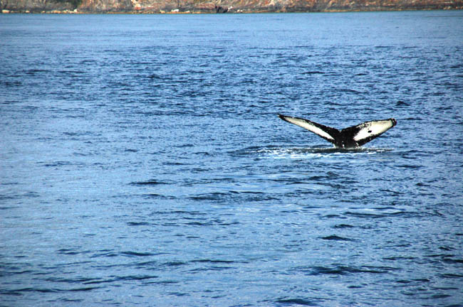whale6