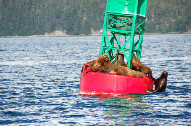 whale7 - sea lions