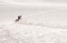 dogsled4