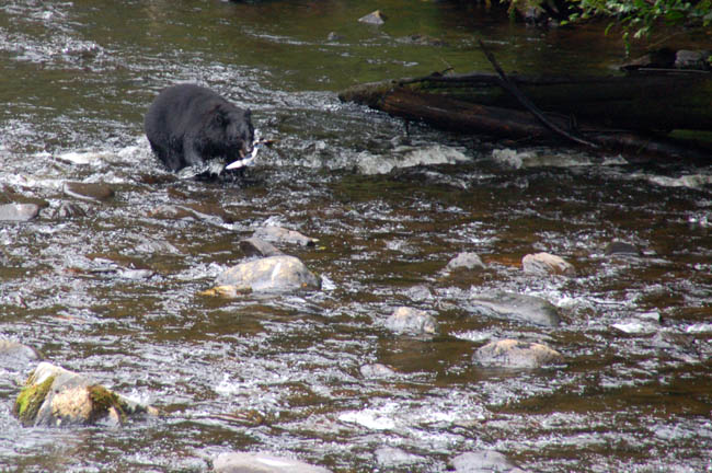 bear - catching salmon1