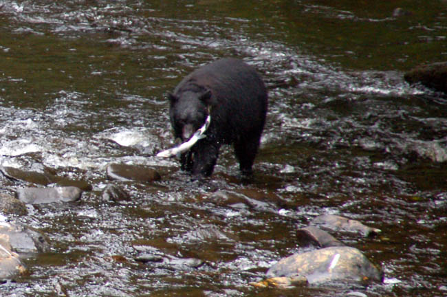 bear - catching salmon2