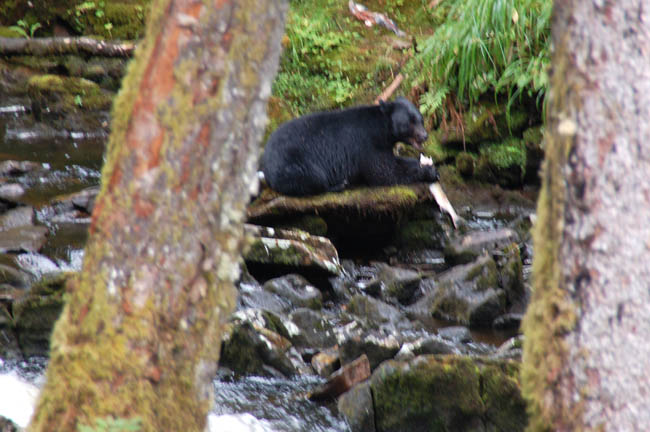 bear - catching salmon3