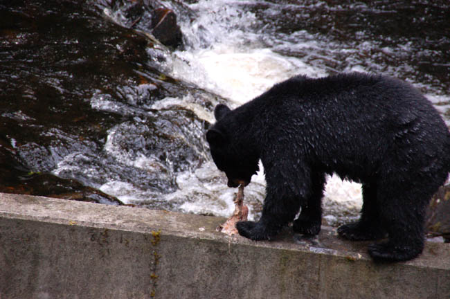 bear - catching salmon4
