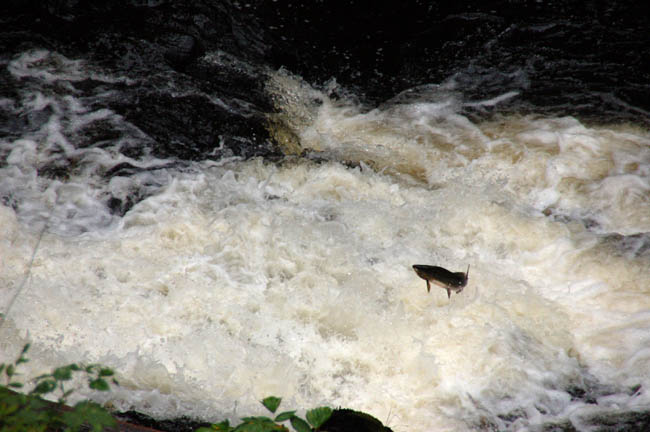 bear - salmon jumping1