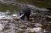 bear - catching salmon2