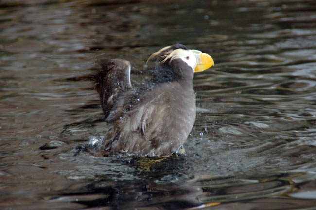 Sealife Center - puffin1