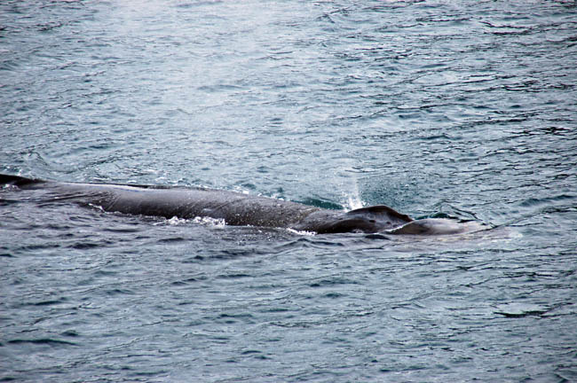 humpback1