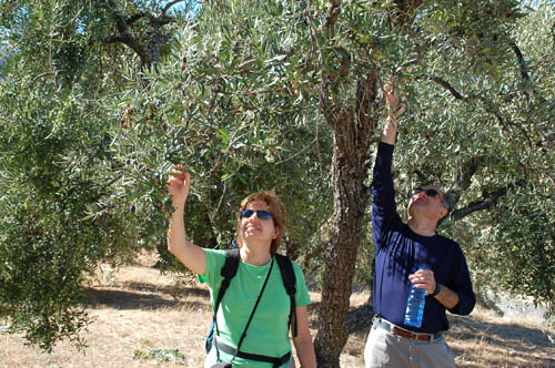 Ronda-valley hike5 picking olives