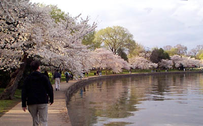 Join me on a walk around the Tidal Basin