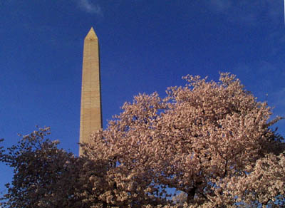 The Washington monument peeks out after shedding its scaffolding